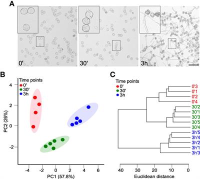 Comprehensive analysis of glycerolipid dynamics during tobacco pollen germination and pollen tube growth